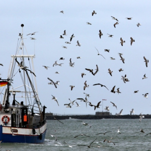 barco barco